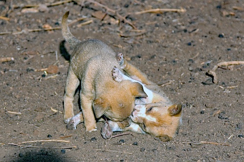 Kenia (81)